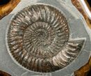 Russian Ammonite (Speetoniceras) - Argyllite Base #15593-1